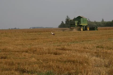 Stork in cornfield Stock Photos
