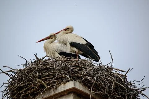 Stork Couple Stock Photos