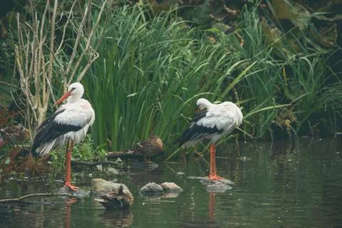 Stork couple by a river Stock Photos