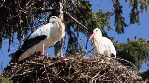 A stork couple in their nest in a tree, clacking with their beaks. Stock Footage 150009367