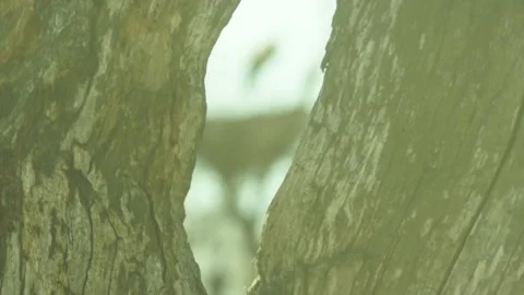 Stork in the crevice in the tree Stockbeeldmateriaal 88290687