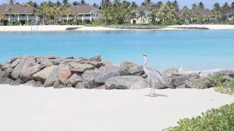 Stork crop  Maldives Stock Footage 171070534