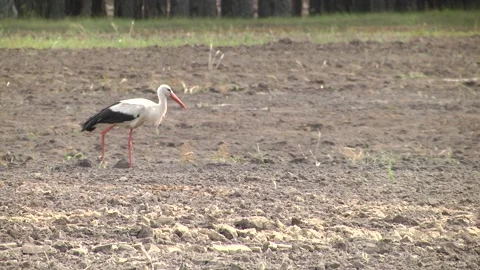 Stork on cultivated field in spring time. Video stock 120938535