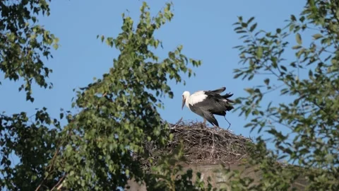 Stork-dancing-in-the-nest Stock Footage 141573479