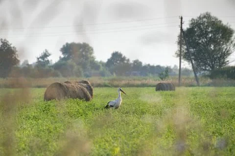 Stork at dawn Foto stock