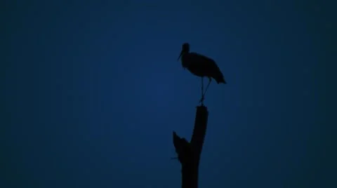Stork on dead trees at night Vídeos de archivo 63541530