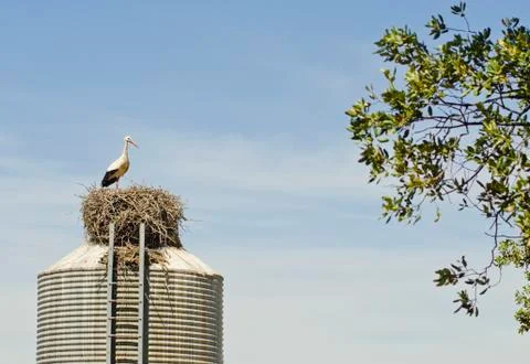 Stork on deposit Stock-Fotos