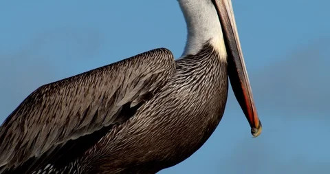 Stork on a Dock Post Over Ocean, Close Up Wildlife Shot Stock Footage 127644432