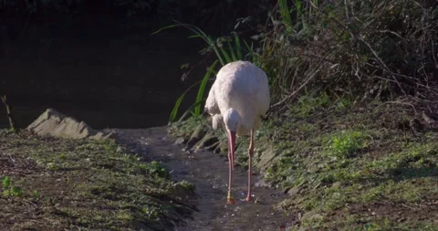 Stork drinking 02 Stock Footage 280490280
