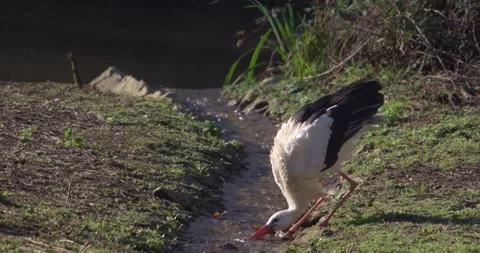 Stork drinking Stock Footage 280490120
