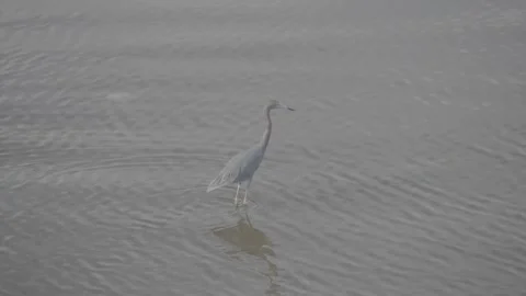 A stork drinking water by the shore in Florianópolis, Brazil Stock-Footage 346019033