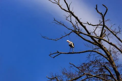 Stork on dry tree Stock Photos