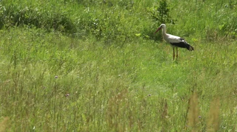 Stork eating a snake Stock Footage 66069510