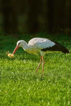 Stork Eats a Chick Stock Photos