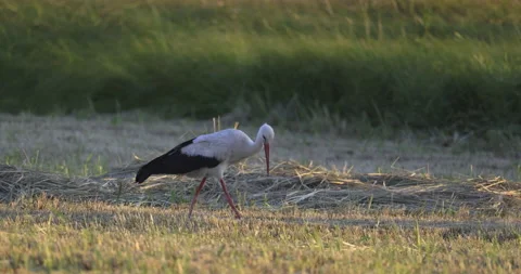 The stork eats food in the meadow, 4K slomo Stock Footage 222025105