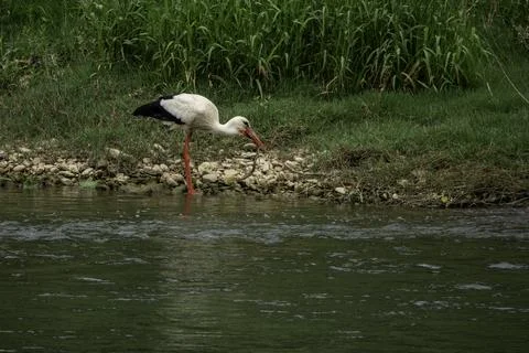 A stork eats a grass snake at the edge of a river in spain Stock Photos