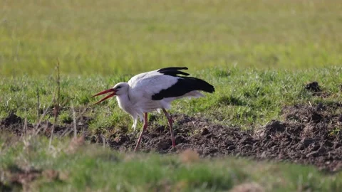 Stork eats a worm close up, 4K slomo Stock Footage 176224972