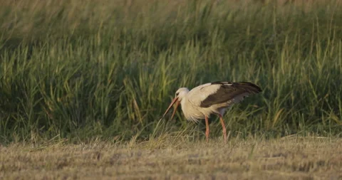 Stork eats a worm close up, 4K slomo Stock Footage 222028163