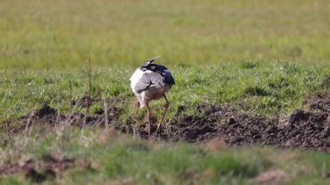 Stork eats worms in the meadow, 4K slomo Stock Footage 176226249