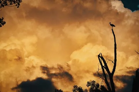 Stork in the evening clouds Stock Photos