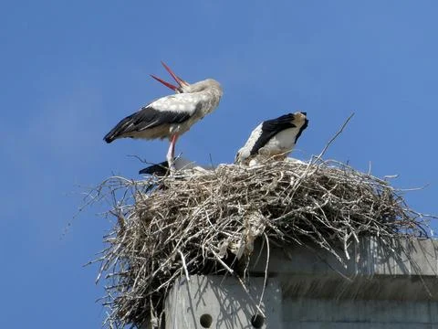 Stork  family in the nest  built on a concrete pole, one stork with open beak Stock Photos