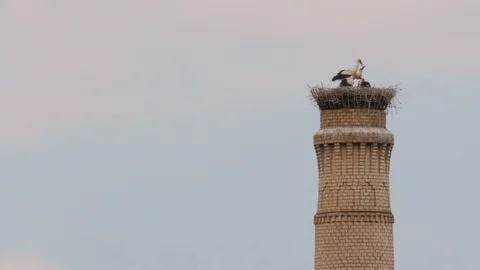 Stork feeding chicks in its nest on Chimney in Logroño, La Rioja, Spain Stock Footage 97941299