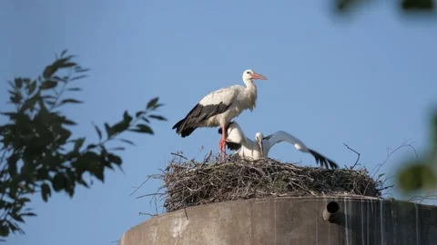 Stork-feeds-a-young-stork Stock Footage 141573205