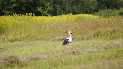Stork in the field Stock Footage 171598745