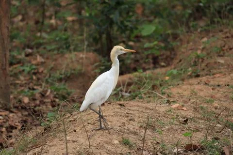 Stork on a field Stock Photos