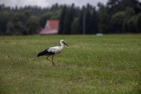 Stork in a Field Stock Photos