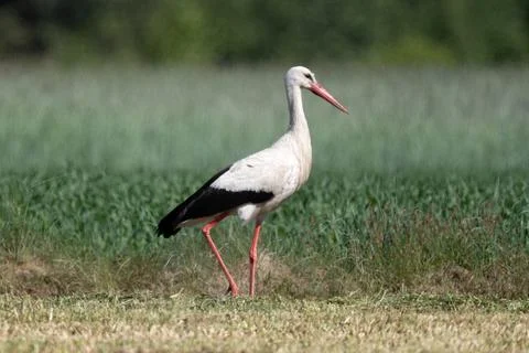 Stork In The Field 스톡 사진