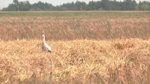 A Stork in a Field of Ripe Wheat. Stock Footage 323617452