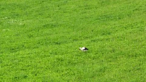 Stork in the field. Storks birds in wild. Wildlife bird and animals in nature. 스톡 동영상 201289960
