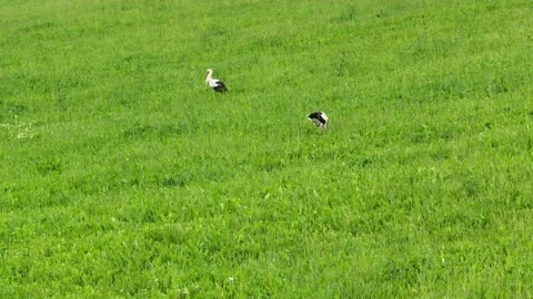 Stork in the field. Storks birds in wild. Vídeo Stock 201290077