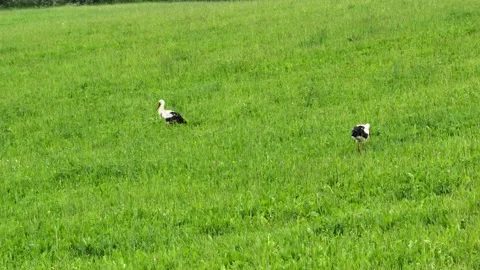 Stork in the field. Storks birds in wild. 動画素材 201290168