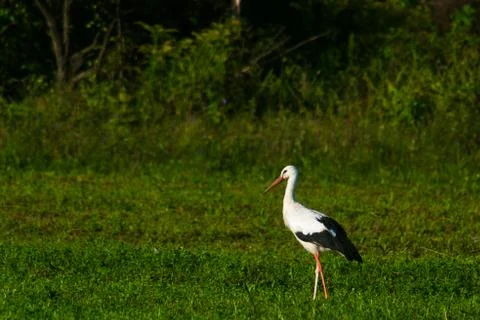 Stork  in the field on a summer morning looking for food Stock Photos