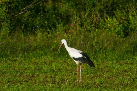 Stork  in the field on a summer morning looking for food Stock Photos