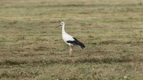 Stork in the field in the wild. Stock Photos