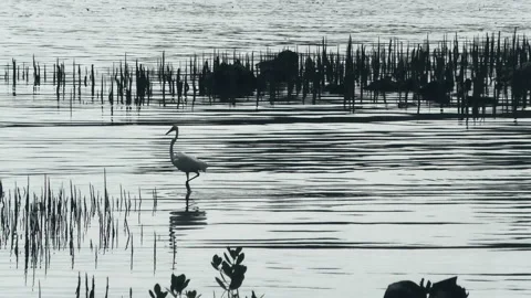 Stork finding the fish Stock Footage 154523887
