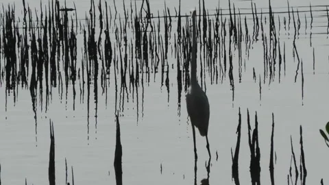 Stork finding the fish 動画素材 154523896