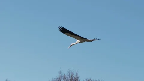 The stork flew out of its nest Stock Footage 129757983