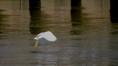 The stork flew over the canal looking for fish Stockbeeldmateriaal 144432019