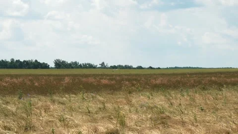 A stork flew over the stork's meadow in the field. Beautiful lawn, green grass Stock Footage 246966376