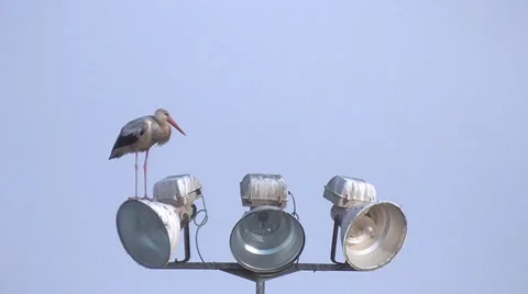 Stork flies to lantern, it welcomes the second stork Stock Footage 40027558