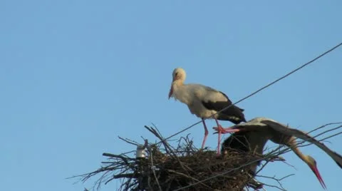 Stork flies from the nest Vídeo Stock 10916686