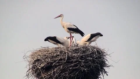 Stork Flies Out Stock Footage 154525662