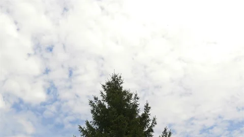 Stork flies over the trees over the blue sky background Stock Footage 87935078