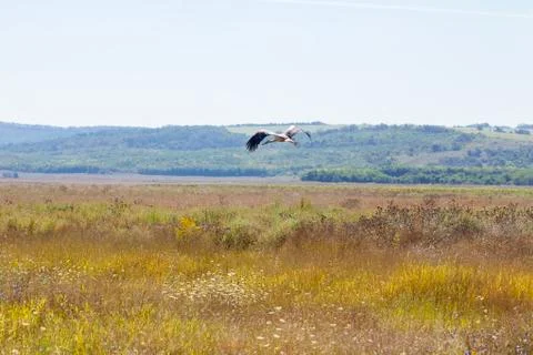 Stork flies Stock Photos