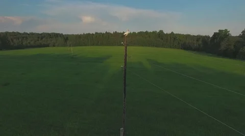 Stork flies off the pole Stock Footage 68026547