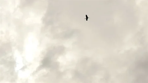 The stork flies in the sky. Delayed shooting. Cloudy weather. Evening Stock Footage 87934103